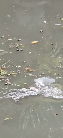 Polluted waterways and leisure activities documented in Denpasar