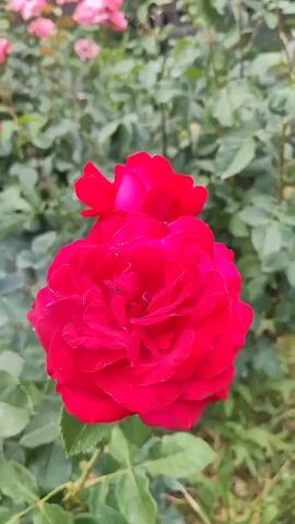 This is a close-up, vertical video of red roses in a garden. The camera is focused on a large, blooming red rose in the foreground, with another smaller red rose bud just above it. The background is filled with more red and pink roses, as well as green foliage. The overall impression is of a vibrant and colorful rose garden.