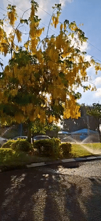 Yellow-flowering tree lines a sun-drenched city street