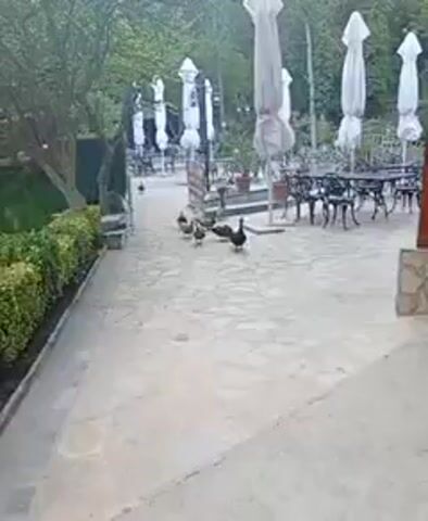 The video shows an outdoor restaurant area with tables and umbrellas. Several ducks are walking on the stone patio. To the right, a water wheel is visible, powered by water flowing in a channel next to a brick building. The area is surrounded by trees and greenery. The scene appears to be a tranquil setting with a natural element incorporated into the dining space.