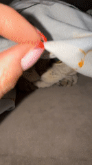 Multiple cats documented in cozy morning moments under blankets