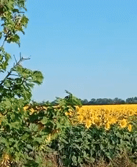 Sunflowers in full bloom across Moldovan farmland