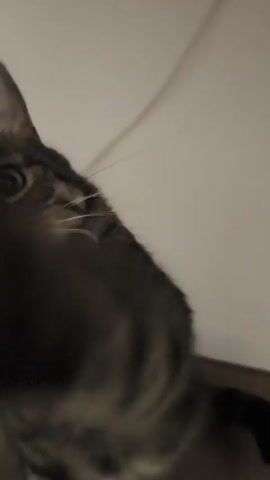 The video shows a close-up of a tabby cat. The cat's head is tilted and its eyes are wide. In the first few seconds, the cat's face is mostly out of focus, with only a hint of its fur and ear visible. As the video progresses, the cat's face comes into sharper focus. Its green eyes are prominent, and its pink nose is clearly visible. In one frame, the cat's mouth is slightly open, revealing its teeth. The background is blurry and appears to be a light-colored wall or surface. The lighting is dim.