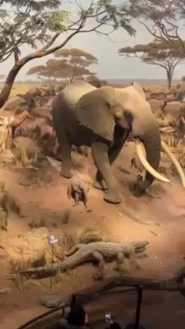The video shows a large diorama of an African savanna scene inside a museum. The foreground features a life-sized model of an adult elephant with its baby, a crocodile, and some tall grass. The backdrop is a painted scene depicting a wider savanna landscape. In the background, there's a large group of antelope-like animals and a lion on a rocky outcrop. The diorama is behind a low railing where museum visitors are standing and looking at it. A person is sitting and using their phone to take pictures of the scene.