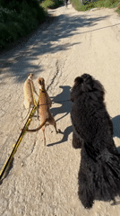 Early morning dog walk captured in Varna, Bulgaria