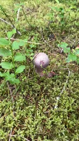 A video of a purple mushroom in a forest. The mushroom is in focus in the center of the frame. The mushroom is surrounded by moss and green plants. The video pans around the mushroom, showing it from different angles.