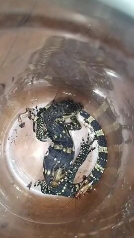 A juvenile water monitor lizard is seen coiled inside a clear plastic container. The lizard has black and yellow markings on its body and tail. There are also a few cockroaches inside the container with the lizard. The container appears to be a simple plastic bucket or tub. The background is out of focus but suggests an indoor environment with wooden flooring. The lighting is direct and somewhat harsh, casting shadows within the container. The video is shot from a top-down perspective.