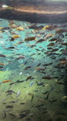 Colorful fish group spotted swimming in Cologne waters