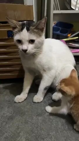A white and brown cat sits on a concrete floor, facing left. A small orange kitten stands to the right of the cat, facing the cat's side. The cat looks down at the kitten with its ears alert. The background shows a shelving unit with boxes and other objects.