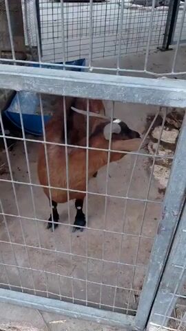 A brown goat with black markings on its legs and face stands inside a metal enclosure. The goat has horns and appears to be looking down. There is a blue trough or feeder behind the goat. The ground inside the enclosure appears to be dirt and concrete. The enclosure has a metal fence with wire mesh.