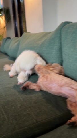 Two small dogs are playing on a green couch. One is white and the other is brown. The white dog is lying on its stomach and the brown dog is next to it, facing the opposite direction. The white dog suddenly jumps on top of the brown dog and begins playfully biting at its neck. The brown dog responds by playfully biting back. They continue to wrestle and play together on the couch.
