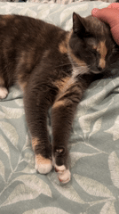 Person shares quiet evening moments with pet cat in Glasgow