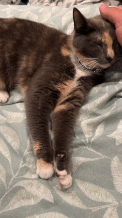 Person shares quiet evening moments with pet cat in Glasgow
