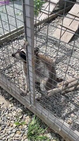 A raccoon is seen in an outdoor enclosure on a sunny day. The enclosure has a metal wire fence and a gravel ground. The raccoon, with its distinctive black and white mask, is positioned close to the fence, looking outwards. Its front paws are visible near the bottom of the fence. In the background, there are some wooden elements and a purple bowl. The sound of a child's voice speaking Russian is heard, mentioning "fingers" or "paws." The raccoon appears curious and alert.