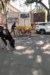 Morning street life and temple worship documented in Bengaluru