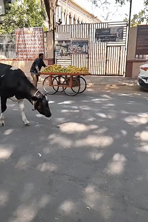 Morning street life and temple worship documented in Bengaluru