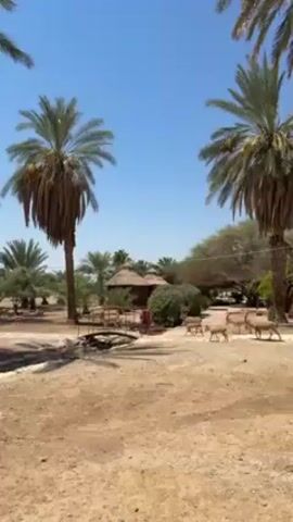The video shows a desert landscape with several tall palm trees. There's a small, round hut with a thatched roof in the center of the scene. A herd of animals with light brown fur and long horns are wandering through the area. The ground is dry and sandy. The sky is a clear, bright blue.