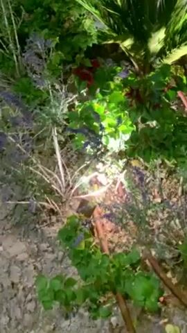 The video depicts a close-up shot of a garden at night, illuminated by a spotlight. Various plants are visible, including a small palm-like plant with long, feathery leaves, as well as other greenery with purple and red flowers. The ground is covered with small rocks or gravel. There is also a thin, brown garden hose running along the ground near the palm. The camera angle is looking down at the plants. The overall scene has a slightly grainy quality, likely due to the low-light conditions.