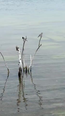 This video shows two small birds perched on dead branches in a body of water. The water is calm and reflects the branches and birds. The background is a muted greenish-blue, possibly indicating algae or a shallow water body. One bird is black and white, with a distinct white stripe above its eye and a black cap. The other bird is mostly brown and white with dark streaks on its back and wings. Both birds are facing different directions, and their reflections are visible in the water below. The scene appears to be a natural outdoor setting, likely a lake, pond, or slow-moving river. The lighting suggests it is daytime, possibly overcast or early morning/late afternoon given the soft light. The dead branches indicate a somewhat wild or untamed environment. There is no visible text in the video.