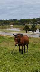 Early morning scenes captured around Da Lat featuring grazing horse