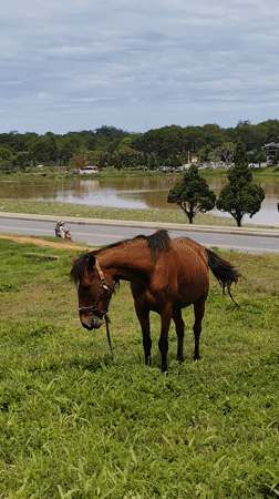 Early morning scenes captured around Da Lat featuring grazing horse