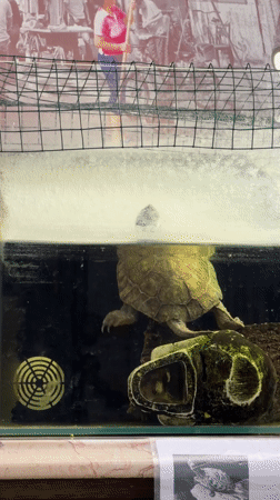 Turtles observed in aquarium display in Strasbourg
