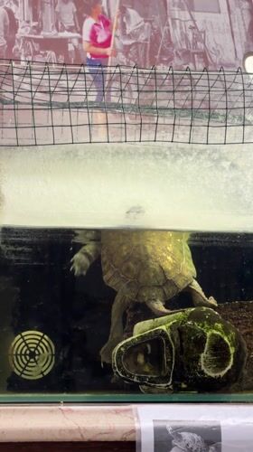 Turtles observed in aquarium display in Strasbourg