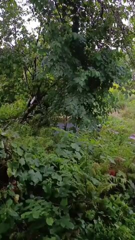 This is a short video clip of lush green foliage. The camera is positioned low, looking up towards a tree with many leaves. The leaves appear to be wet, suggesting it may have rained recently. In the background, there is a dark area which could be water or a shaded path. The overall impression is one of a densely vegetated natural environment.
