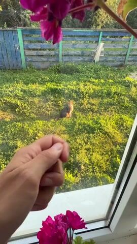 A close-up shot from behind a window shows a person's hand in the foreground. Beyond the hand, a cat sits in the grass, illuminated by the sun. The cat is a gray tabby with pointed ears and is looking to its right. The grass is green and appears to be in a backyard, with a blue wooden fence in the background. Pink flowers are visible on the windowsill in the foreground and background.