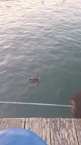 A duck swims in the water near a wooden dock. The water is calm with slight ripples. A large, dark, cylindrical object, possibly a fender, is attached to the dock by a chain. In the background, a pier with pilings and a few boats can be seen. The sun is setting or rising, casting a warm glow on the scene.