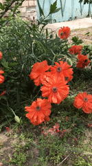 Spring flowers bloom in Kherson garden amid ongoing recovery