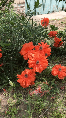 Spring flowers bloom in Kherson garden amid ongoing recovery
