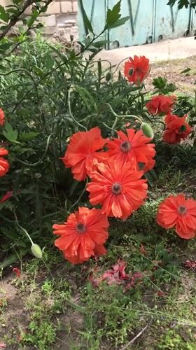 Spring flowers bloom in Kherson garden amid ongoing recovery
