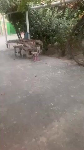 The video shows an outdoor scene with a concrete ground and vegetation. There are some structures in the background, including buildings and what appears to be a cart or trailer. In the foreground, there are wooden tables and chairs, and a white pole supporting a structure that seems to be covered with vines or leaves. The scene appears to be a yard or an outdoor seating area.