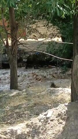 A video shows a fast-flowing muddy river with debris. Trees are on either side of the river bank. Some branches are hanging over the river. There are some buildings and a brick wall in the background. The scene appears to be in a rural or semi-rural area.
