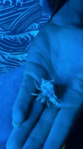 A close-up shot under a strong blue light reveals a human hand gently holding a small, shelled creature, likely a hermit crab. The creature, appearing white or light-colored due to the blue illumination, is partially visible outside its shell, moving its small legs. A thin, reflective strand, possibly a piece of wire or string, is visible near the creature's body. The hand carefully cradles the creature, shifting it slightly. A patterned fabric, possibly part of clothing or bedding, is visible in the dimly lit background.