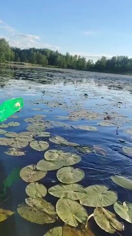 This media file shows a serene scene of a person paddling a boat through a lake covered in lily pads. The sun is shining brightly in a clear blue sky, indicating it is a pleasant day, likely late morning or early afternoon. The surrounding landscape is lush and green, with a dense forest bordering the water's edge.

The main subject is the boat's paddle, which is a prominent feature in the foreground. It has a yellow shaft and a bright green blade. The paddle is actively moving through the dark water, creating ripples and disturbing the surface as it propels the boat forward. The water is calm and reflects the sky and trees, adding to the peaceful atmosphere.

Scattered across the water are numerous lily pads, some of them large and round, while others are smaller and more fragmented. A few lily flowers, though not clearly defined, can be seen among the pads, adding touches of color to the scene.

The activity is clearly rowing or paddling a boat. The movement of the paddle suggests the person is navigating through the lake, possibly for leisure, fishing, or simply enjoying the natural beauty. The setting is a natural lake environment, characterized by the water, lily pads, and the forested shoreline.

The location is identified as Vecslabada, Latvia. This information, combined with the visual cues of the deciduous forest and the type of lake, helps to place the scene within a specific geographical context. The overall mood evoked is one of tranquility, nature's beauty, and peaceful solitude. There is no visible text in the media file.