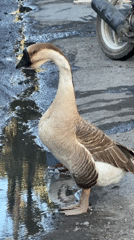 Chinese goose drinks from puddles in Denpasar streets