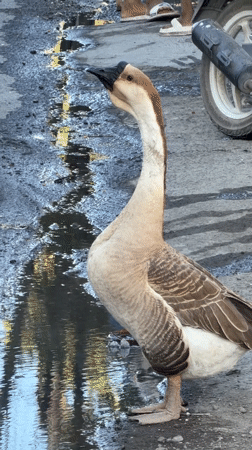Chinese goose drinks from puddles in Denpasar streets