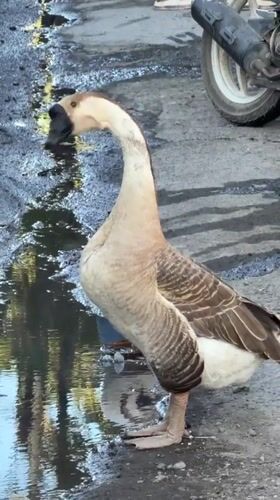 Chinese goose drinks from puddles in Denpasar streets