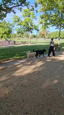 A medium shot shows a woman with red hair and a dark patterned shirt walking on a dirt path in a park. Two dogs, one light-colored and one black, are in front of her, on a grassy area. The light-colored dog is facing away from the camera, and the black dog is facing towards the camera. A second person, wearing dark clothing, is walking away from the camera on the same dirt path, further in the distance. Tall green trees with dappled sunlight create shadows on the path and grass. In the background, there are more trees, benches, and a distant fence. The sky is blue with some white clouds.