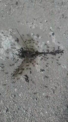 The video shows a dead dragonfly lying on gray asphalt. Ants swarm around the dragonfly's body, covering its wings, thorax, and abdomen.