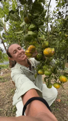 Woman harvests citrus fruits in Kintamani orchard