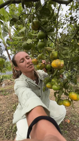 Woman harvests citrus fruits in Kintamani orchard