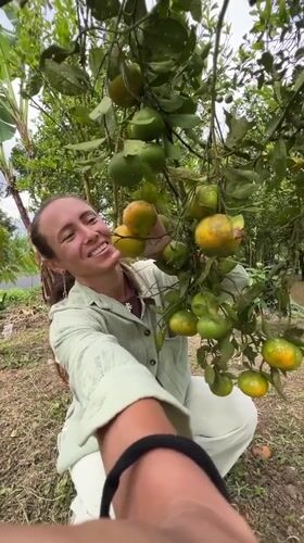Woman harvests citrus fruits in Kintamani orchard