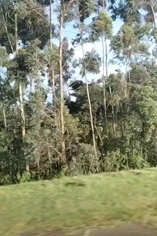 The video shows a landscape of rolling hills covered in lush green grass and trees. The sky is partly cloudy, with a mixture of blue and white. In the distance, there is a valley filled with lower-lying clouds and the tops of hills. The camera appears to be moving, as the scenery is passing by. There are no people visible in the video.