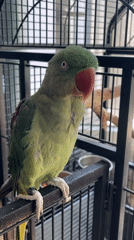 Pet parrot documented during morning playtime in Pazardzhik, Bulgaria