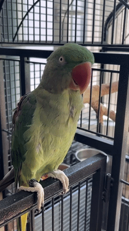 Pet parrot documented during morning playtime in Pazardzhik, Bulgaria
