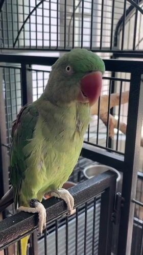 Pet parrot documented during morning playtime in Pazardzhik, Bulgaria
