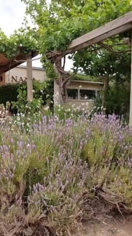 The video shows a garden bed with purple lavender bushes and white flowers. Behind the garden bed, there is a building with a sign that says "NANG". A wooden pergola covered with grape vines provides shade. The sky is cloudy.  A sign with pictograms for restrooms can be seen.  There's no visible interaction or people moving in the frame. The scene is static with the camera not moving, focusing on the garden and building.